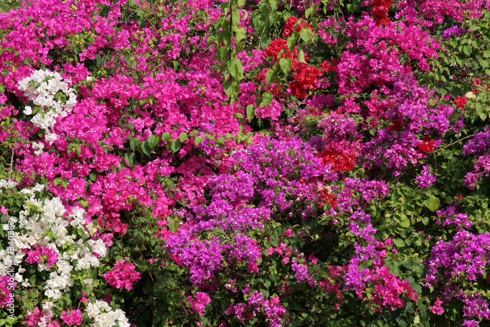 A wall of tropical flowers.