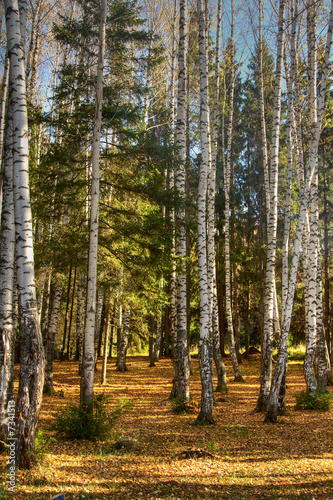 Autumn wood. The fallen down foliage. A landscape.