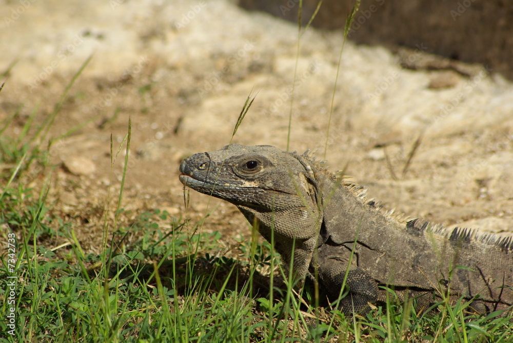 Obraz premium the lizard