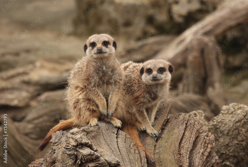 Fototapeta premium Meerkat