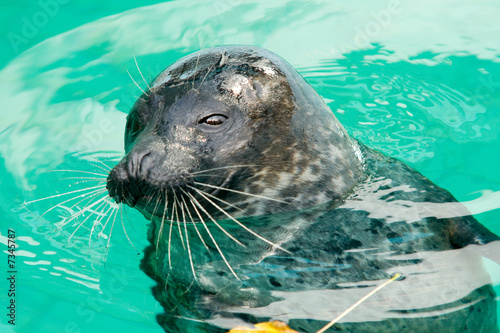 Seal in water