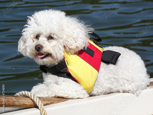 Nautical Pup