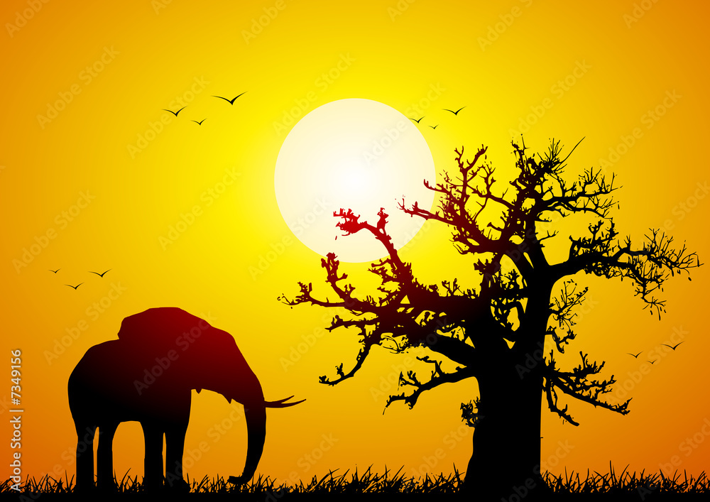 Leinwandbild Motiv - UBE : Elephant and baobab at sunset