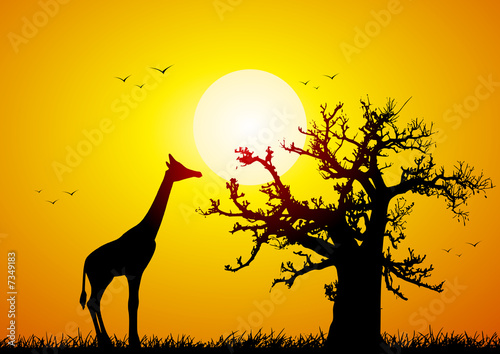 canvas print motiv - UBE : Giraffe and baobab at sunset