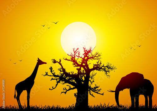 Elephant and giraffe with a baobab at sunset