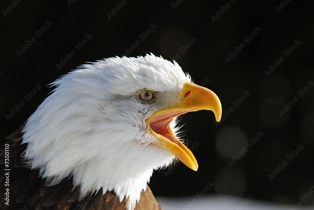 Fototapeta premium American Bald Eagle
