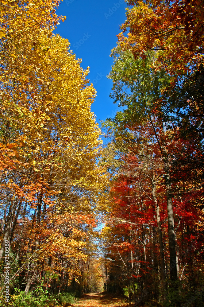 Fototapeta premium Fall Foliage
