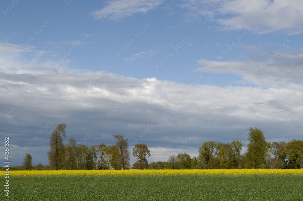 Obraz premium culture du colza