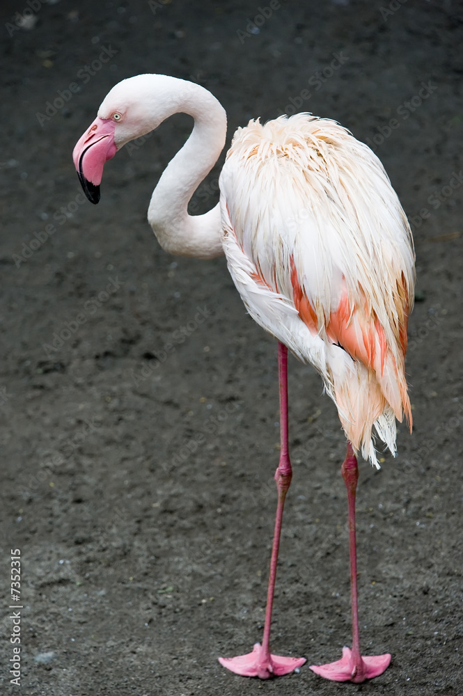 flamingo inside park