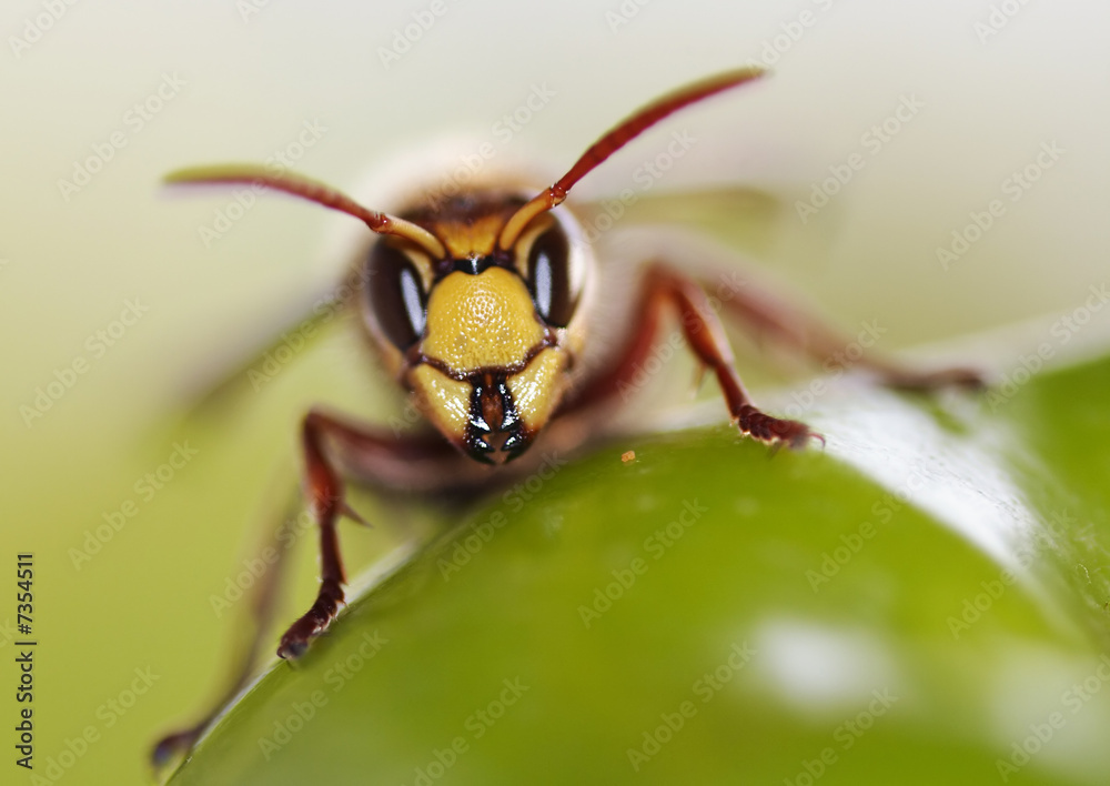 Fototapeta premium mandibles
