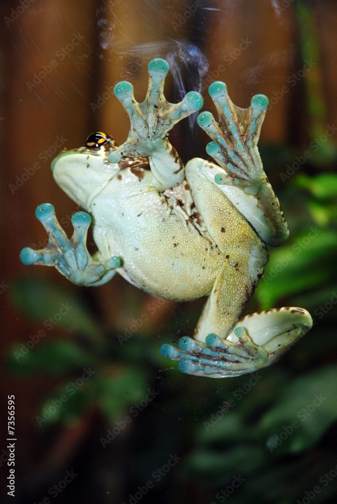 Obraz premium grenouille