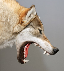 Wandcirkels Wolf Grommende wolf in zijprofiel  © Mikhail Olykainen