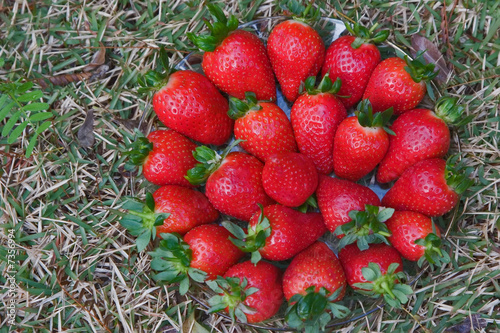 Fresh berries of a strawberry photo