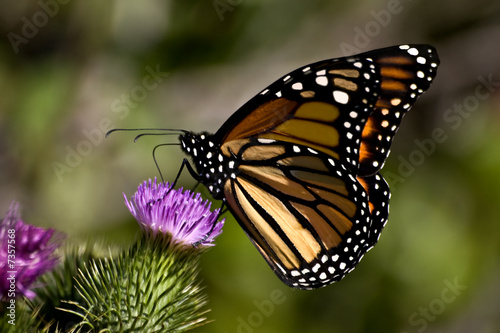 Butterfly on a Purple Thistle © Sylvana Rega