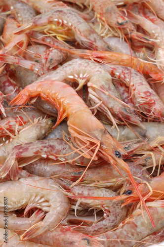 Raw shrimps