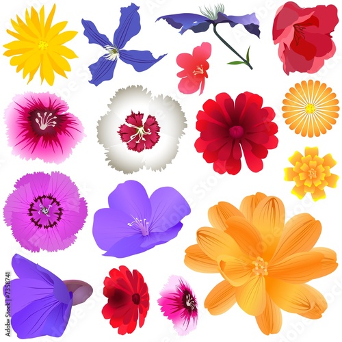 Garden Flowers - colored illustration