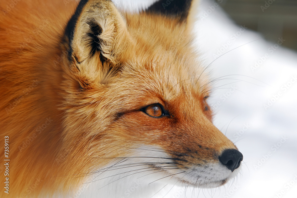 Fototapeta premium Red Fox