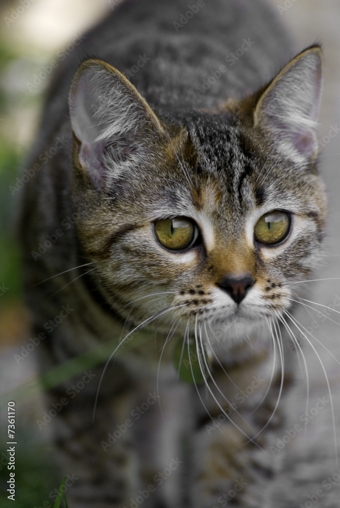 cat cat