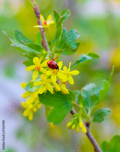 A branch with yellow flowers and a red ladybird bug