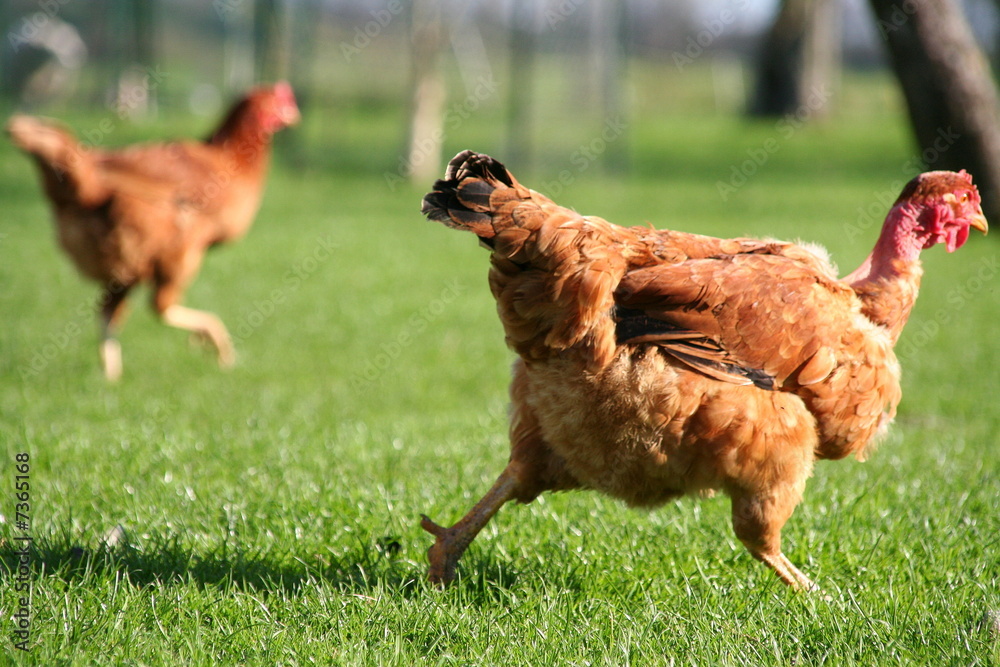 Fototapeta premium Poule
