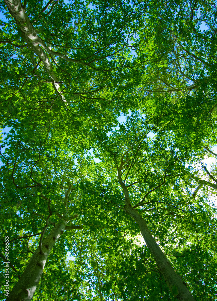 Fototapeta premium summer background of green trees