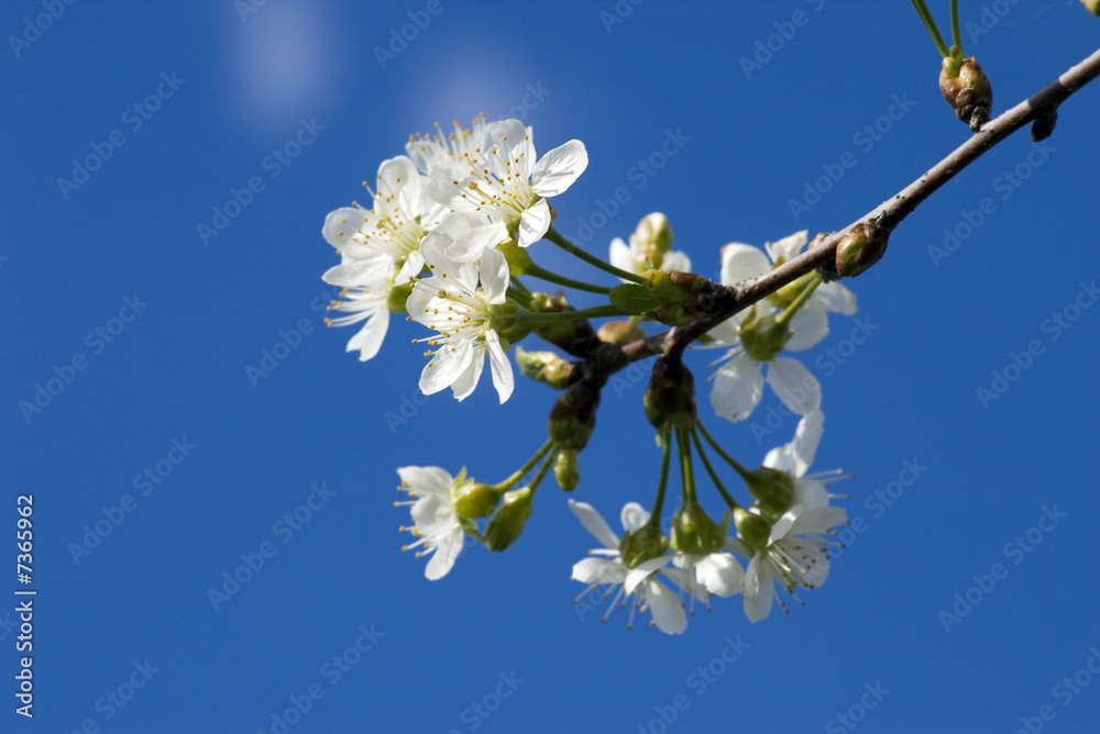 Cherry blossom Cherry blossom