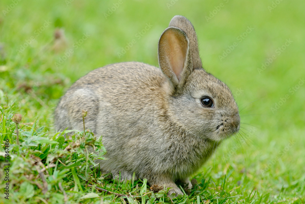 Baby European Rabbit (Oryctolagus cuniculus) Baby European Rabbit (Oryctolagus cuniculus)