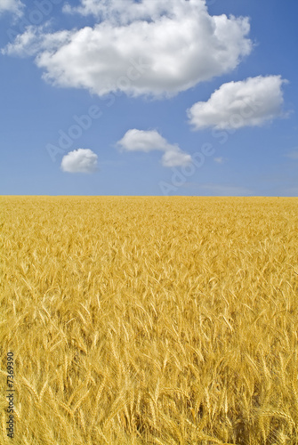 wheat field