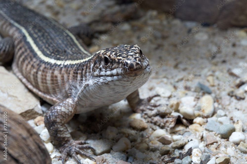 Naklejka premium Riesenschildechse