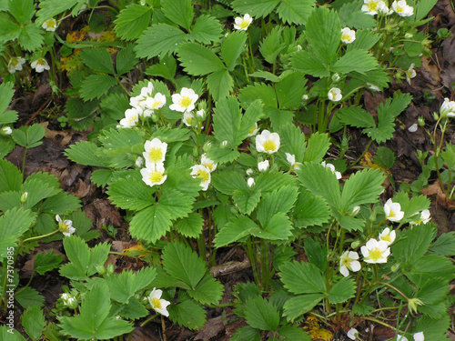 1612 - Fraisiers en fleurs