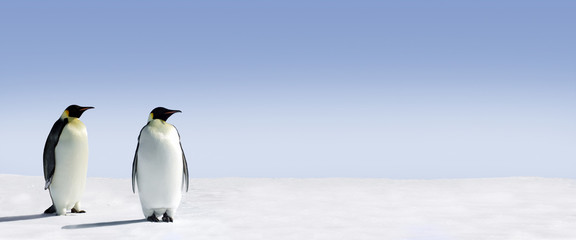Fototapete Pinguin Pinguin Panorama in eisiger Landschaft  © Jan Will