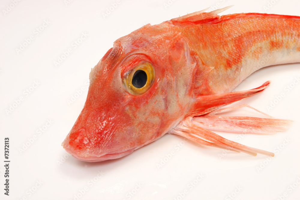 Close up of red gurnard
