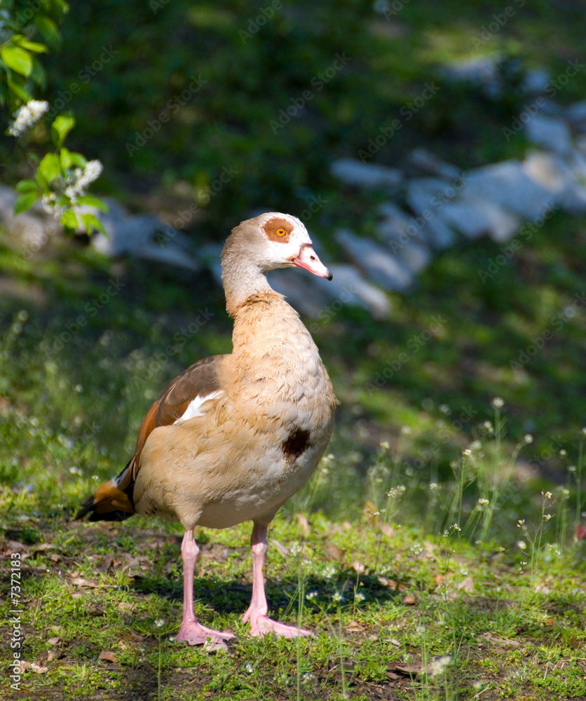 duck duck