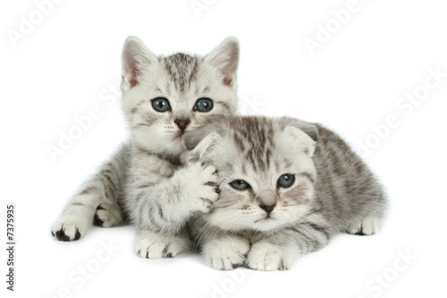cute kittens