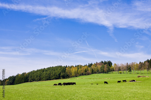 cows on pasture in beautiful landscape photo