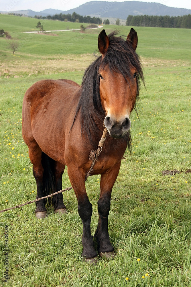 Fototapeta premium horse