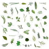Various leaves collection, isolated
