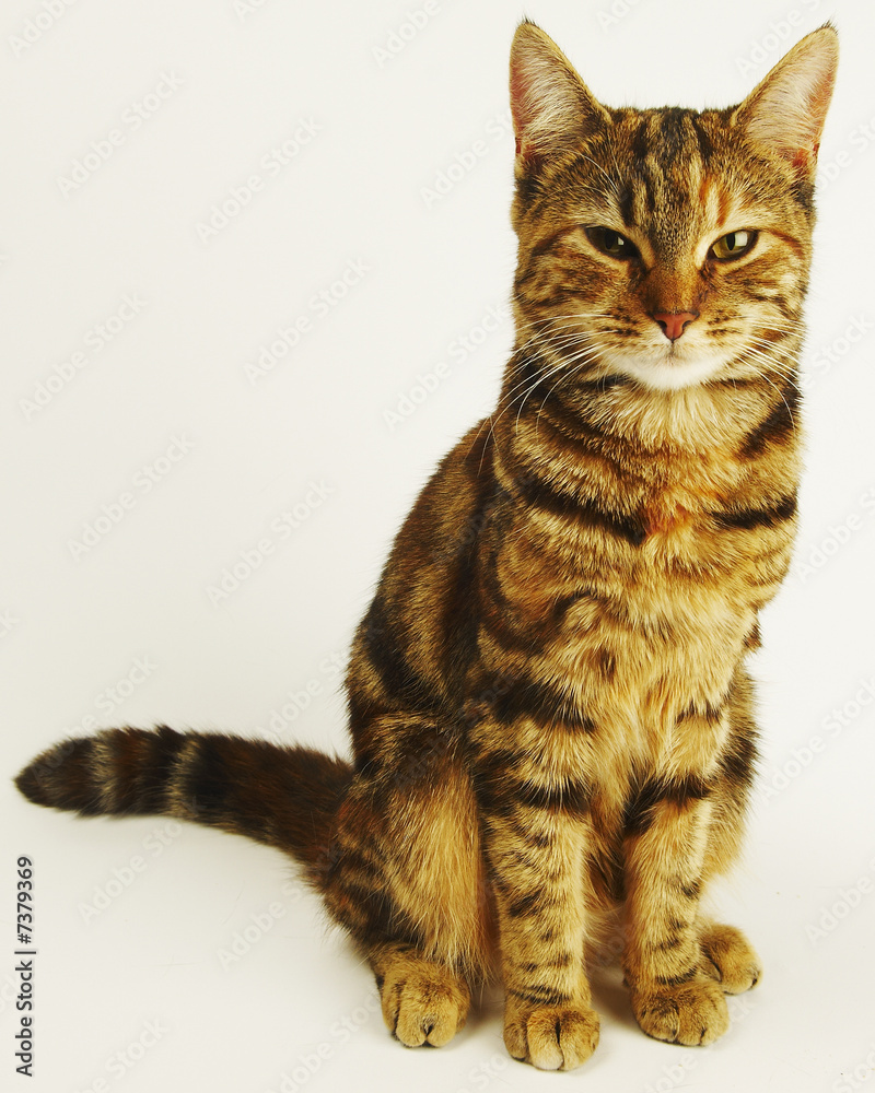 Obraz premium CAT02