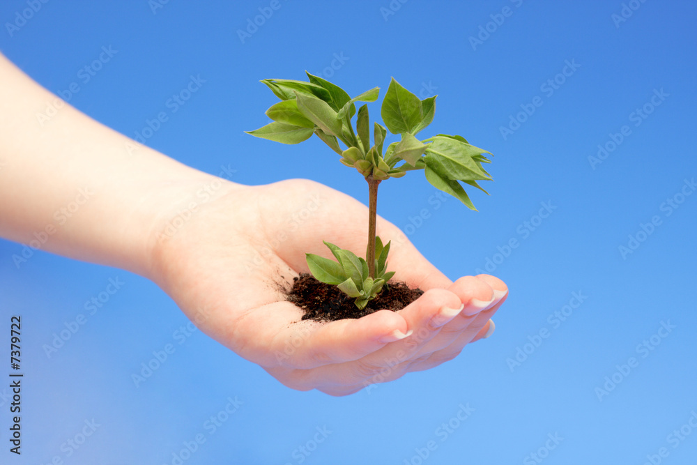 female hand holding a small tree over blue