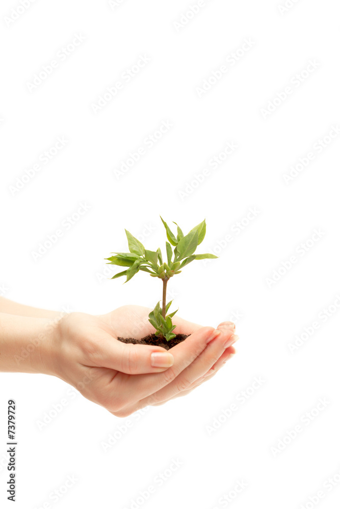 female hand holding a small tree over white female hand holding a small tree over white