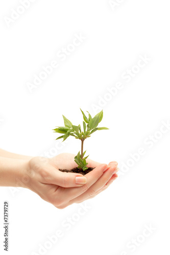 female hand holding a small tree over white