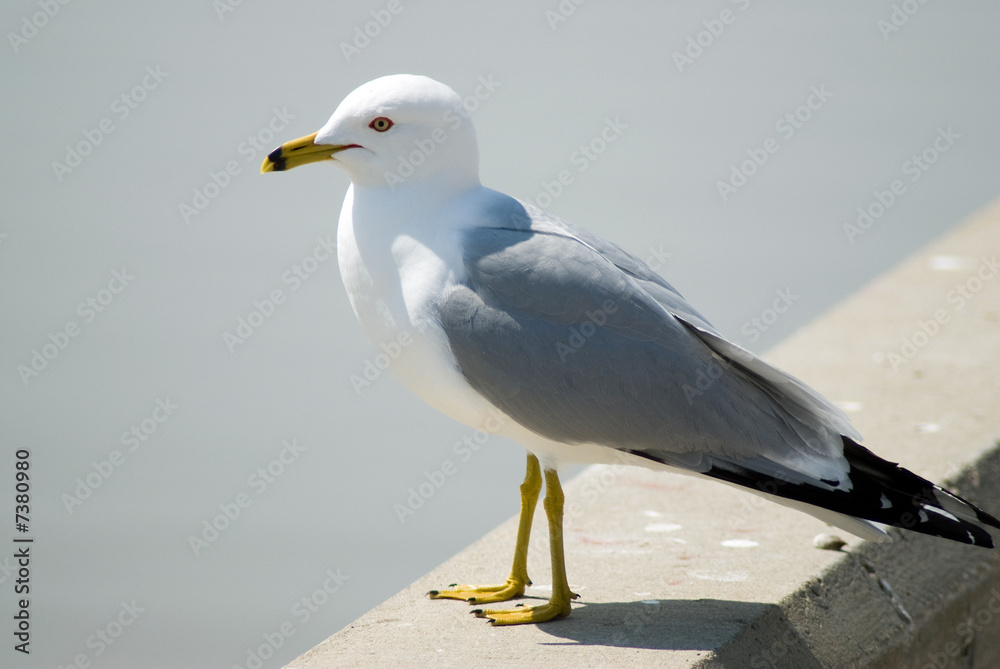 Seagull Portrait Seagull Portrait