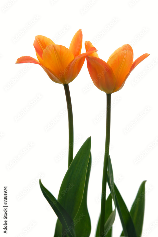 Two yellow tulips. Two yellow tulips.