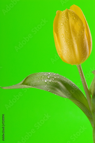 Yellow tulip close up photo