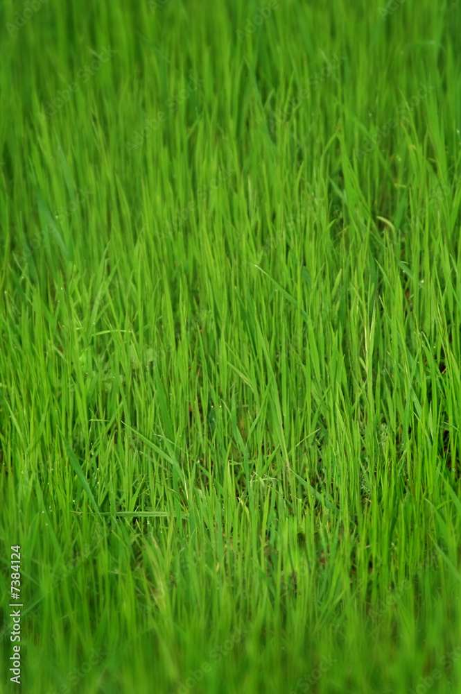 Photo of a green glade with a young grass