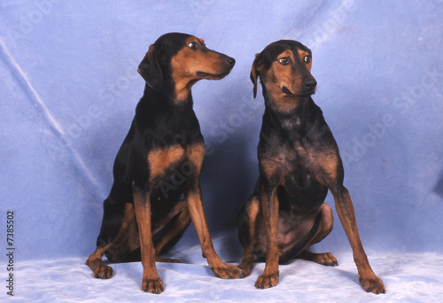 Foto chien courant hellenique