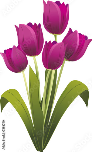 bouqet of tulips 