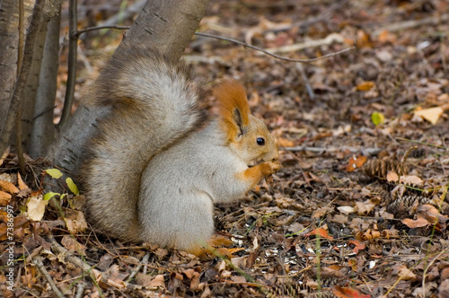 Fall siberian squirrel with seeds © kamchadal