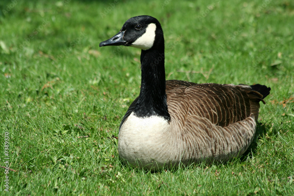 Canadian goose resting on a lawn Canadian goose resting on a lawn