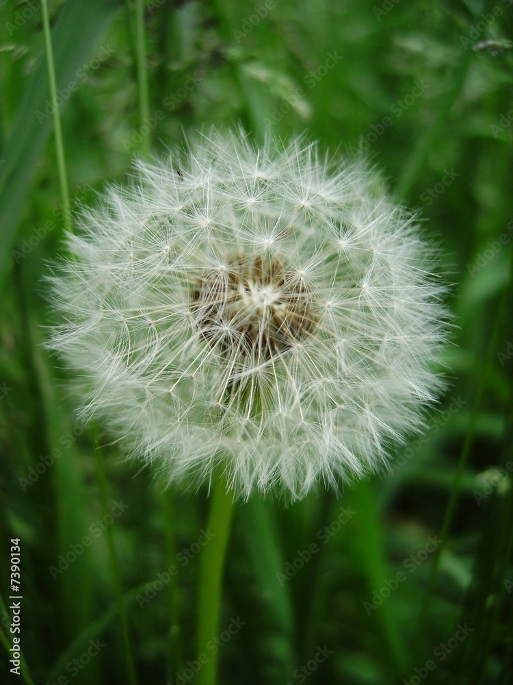 Fototapeta premium dandelion
